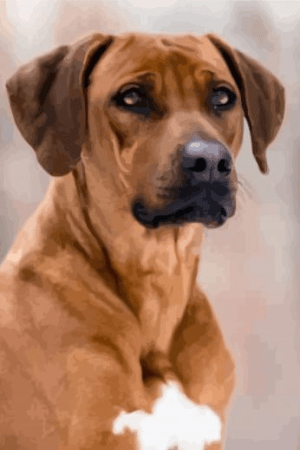 Closeup Rhodesian Ridgeback Painting By Numbers.png