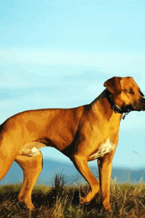Dog Rhodesian Ridgeback Painting By Numbers.png