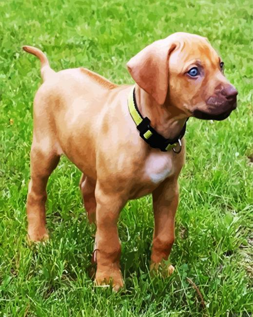 Puppy Rhodesian Ridgeback Painting By Numbers.png