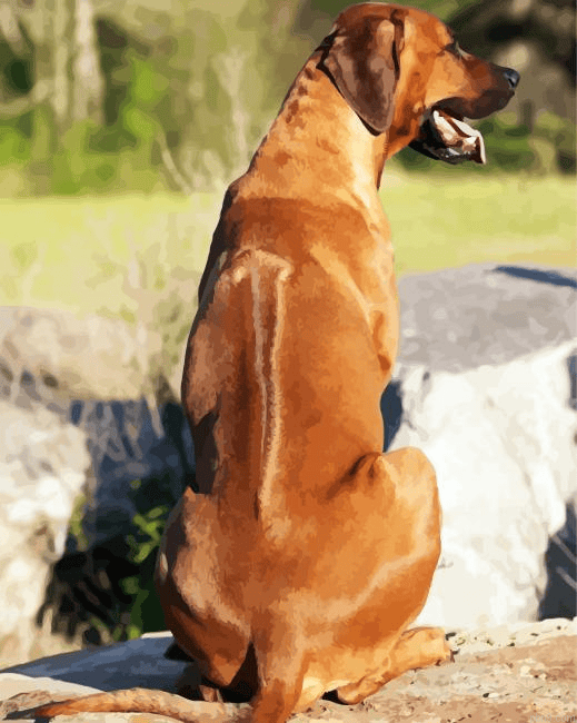 Rhodesian Ridgeback Back Paint By Number Kit