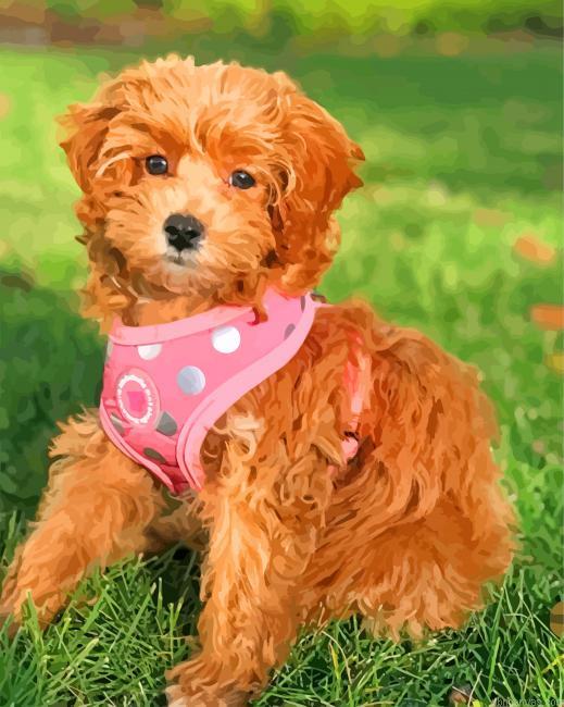 Adorable cavapoo painting by numbers.jpeg