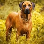 Brown rhodesian ridgeback painting by numbers.jpeg