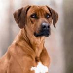 Closeup rhodesian ridgeback painting by numbers.jpeg