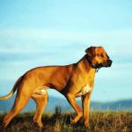 Dog rhodesian ridgeback painting by numbers.jpeg