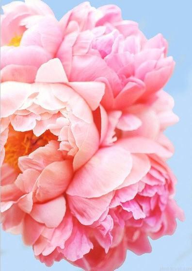 Pink roses flowers painting by numbers.jpeg