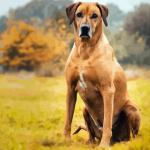 Strong rhodesian ridgeback animal painting by numbers.jpeg