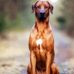 Strong rhodesian ridgeback painting by numbers.jpeg