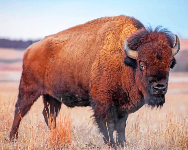 Bison Paint By Numbers.jpeg