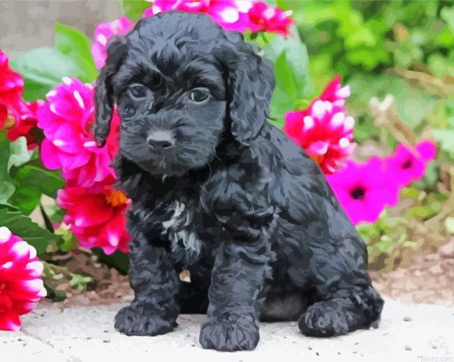 Black Cockapoo Dog Paint By Numbers.jpeg