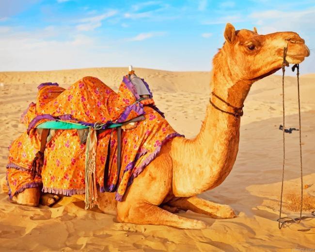 Camel In Desert Paint By Numbers.jpeg