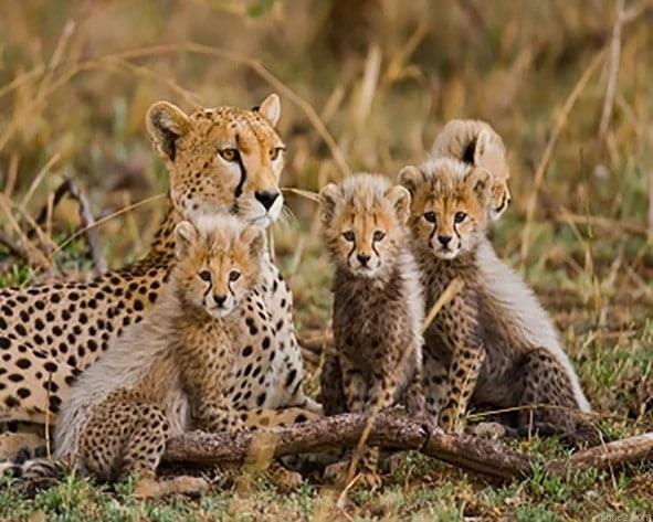 Cheetahs In Wild Paint By Numbers.jpeg