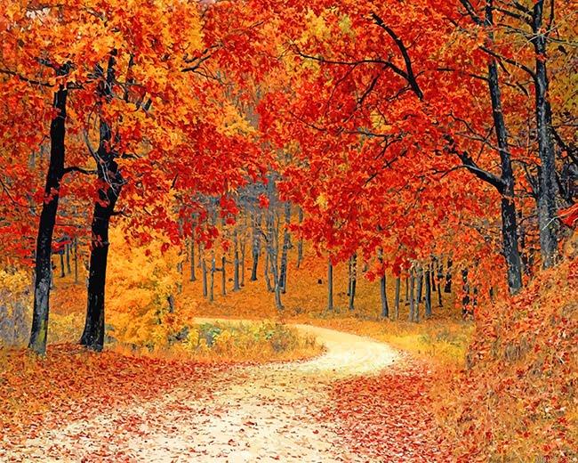 Fall Forest Path Paint By Numbers.jpeg