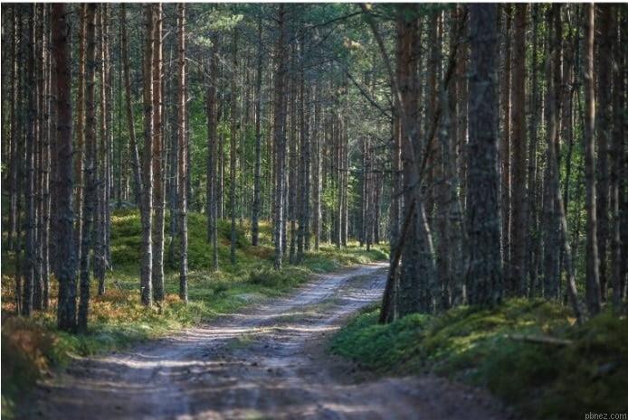 Forest Path Paint By Numbers.jpeg