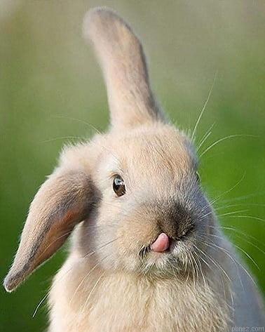 Funny Rabbit Paint By Numbers