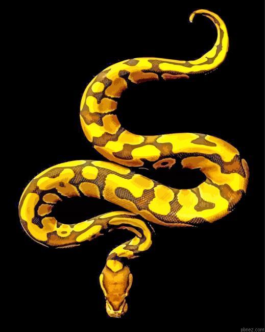 Golden Royal Python Paint By Numbers.jpeg