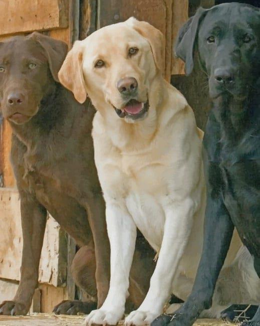 Labrador Dogs Paint By Numbers.jpeg