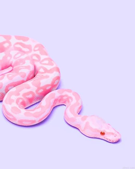 Pink Snake Paint By Numbers.jpeg
