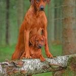 Rhodesian Ridgeback Dogs Paint By Numbers.jpeg
