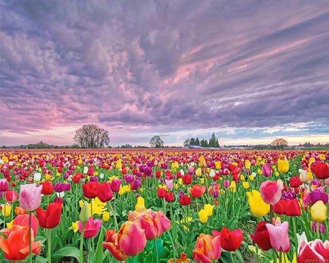 Spring Tulips Field Paint By Numbers.jpeg