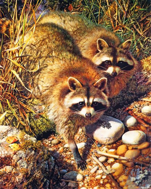 Two Raccoons Paint By Numbers.jpeg