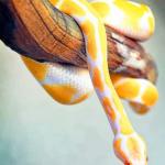 Yellow Python Snake Paint By Numbers.jpeg
