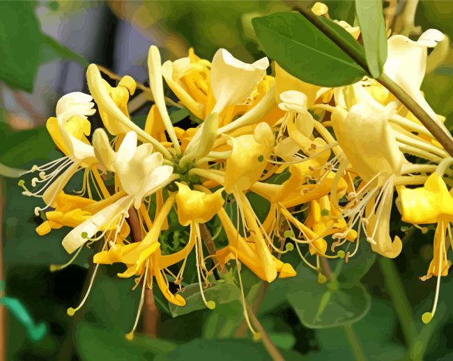 Light Yellow Honeysuckle Painting by Numbers flowers