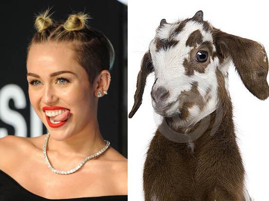 Goat hair style