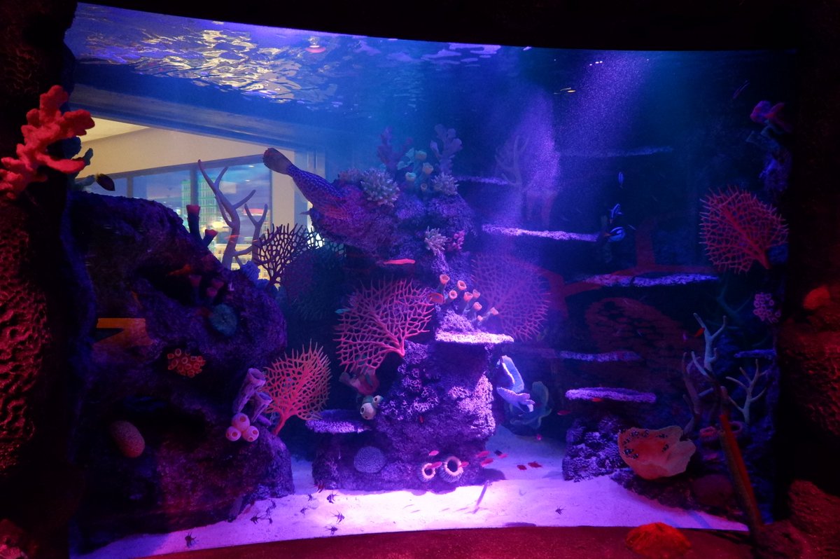 レゴランドの水族館「シーライフ」のプレオープン