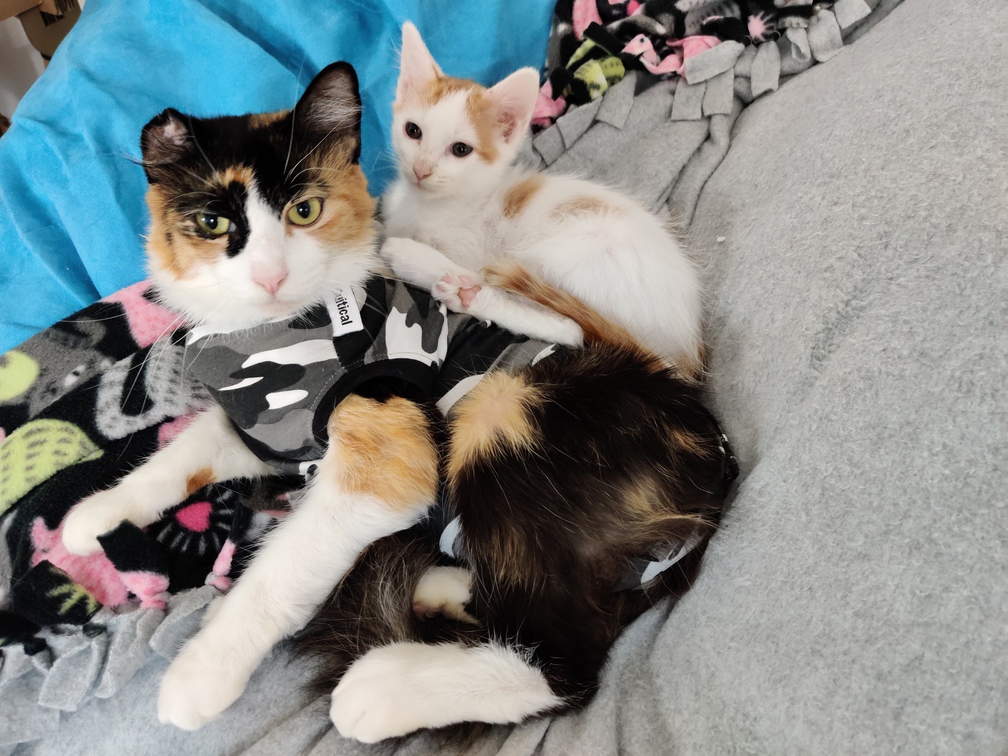 Kitten Academy On Twitter Tinker Has A Monkey On Her Back