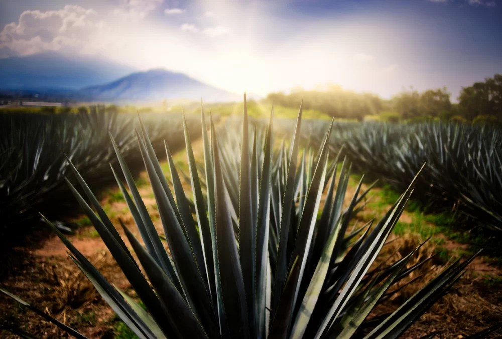 Tequila recibe certificación como primer Destino Turístico Inteligente de México y América Latina