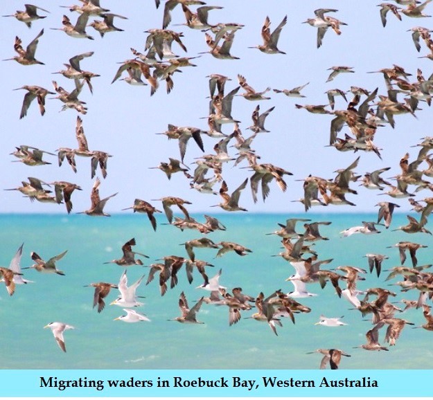 Migration in Birds Adaptations, Reasons, and Types of Migration