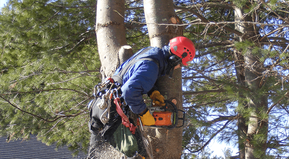 Tree Removal Tree Trimming Sheboygan Wi