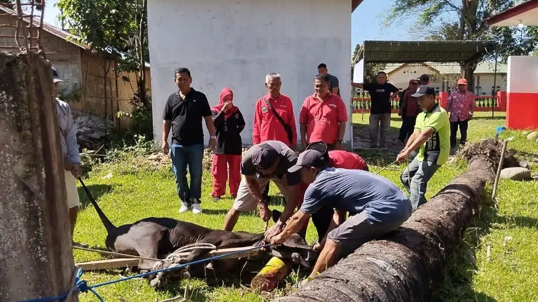 Bagikan Qurban, PDI Perjuangan Langkat Rayakan Idul Adha 1447 H