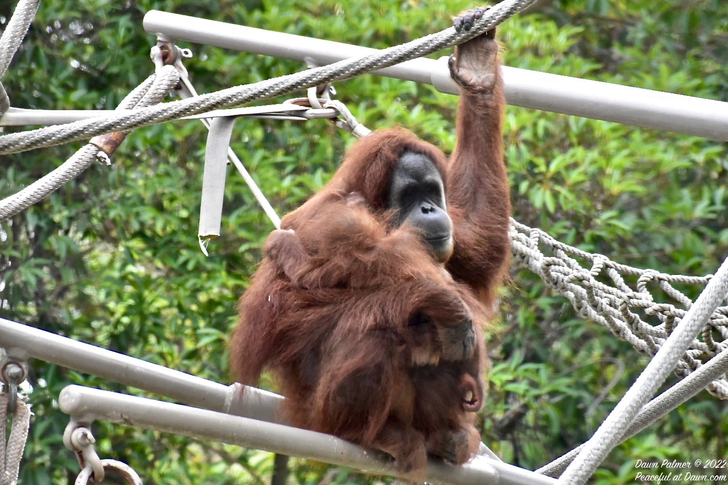 CFFC – Man-Made Items: Orangutan Conservation – Peaceful at Dawn