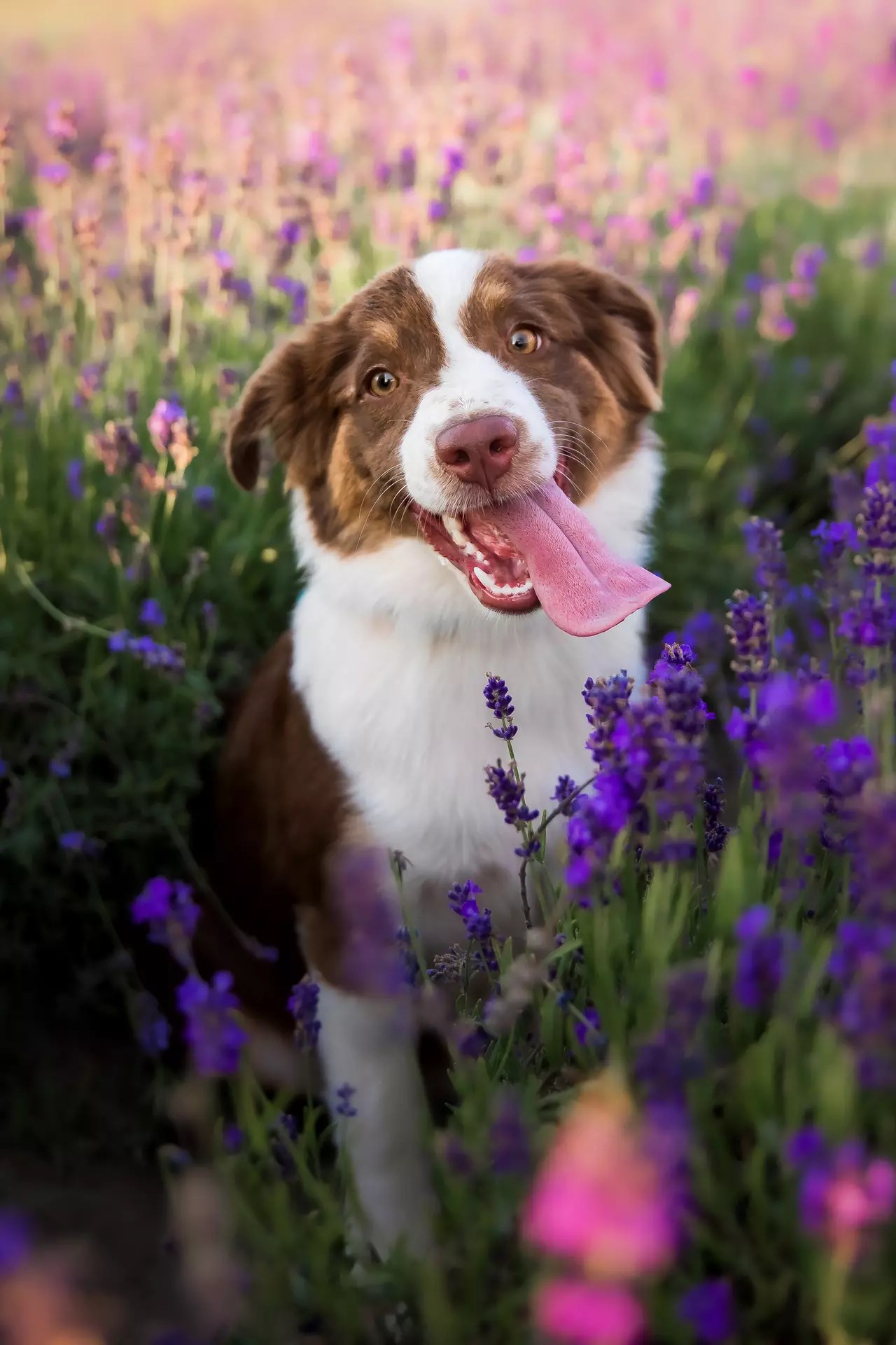 Veterinarian in atlanta, ga