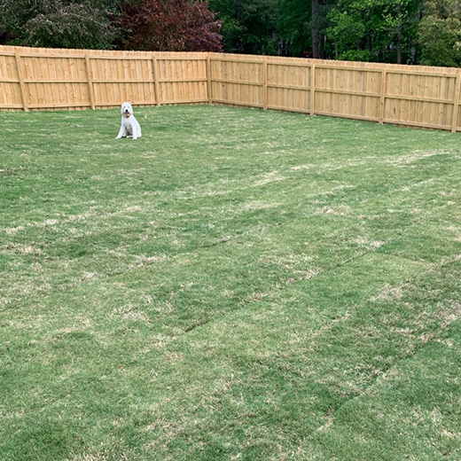 Sod for High Traffic Yards