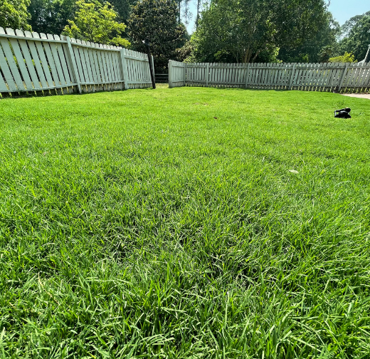 TifTuf Bermuda Sod