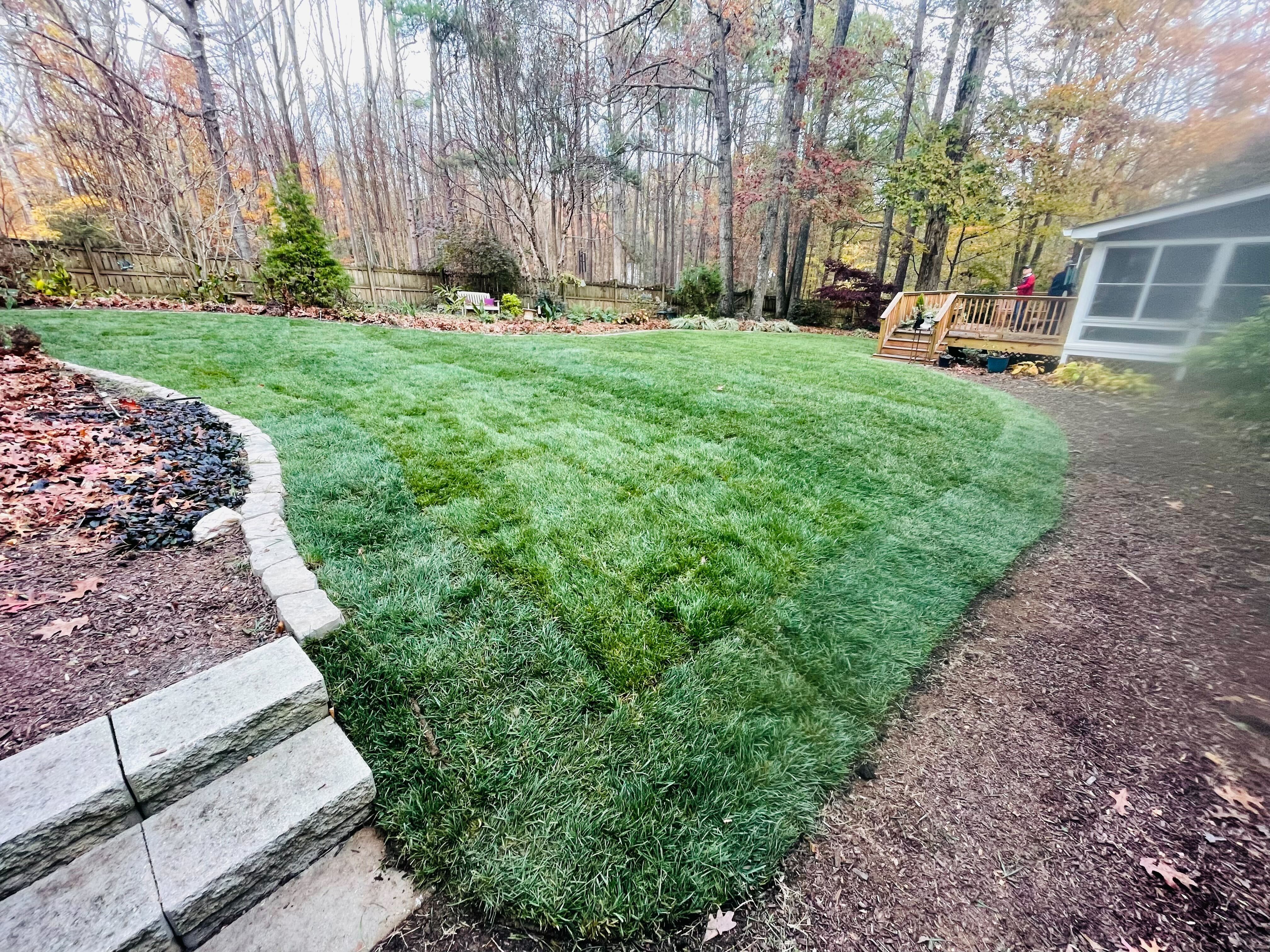 Fescue sod installation in Apex, NC