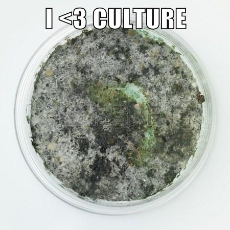 MOLD