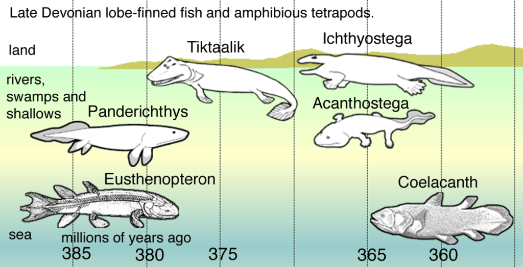 Difference Between Microevolution and Macroevolution