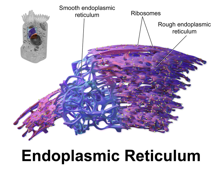 Difference Between Smooth and Rough ER | Structure, Function, Comparison