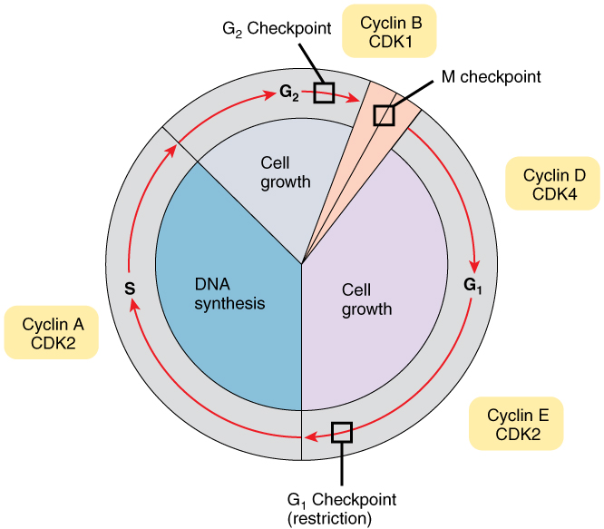 Difference Between Cell Cycle and Cell Division | Phases ...