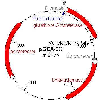 Difference Between Cloning Vector and Expression Vector | Definition ...