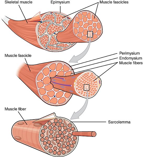 Difference Between Voluntary and Involuntary Muscles | Definition ...