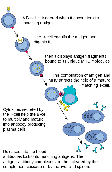 Difference Between Active and Passive Immunity | Definition, Features ...