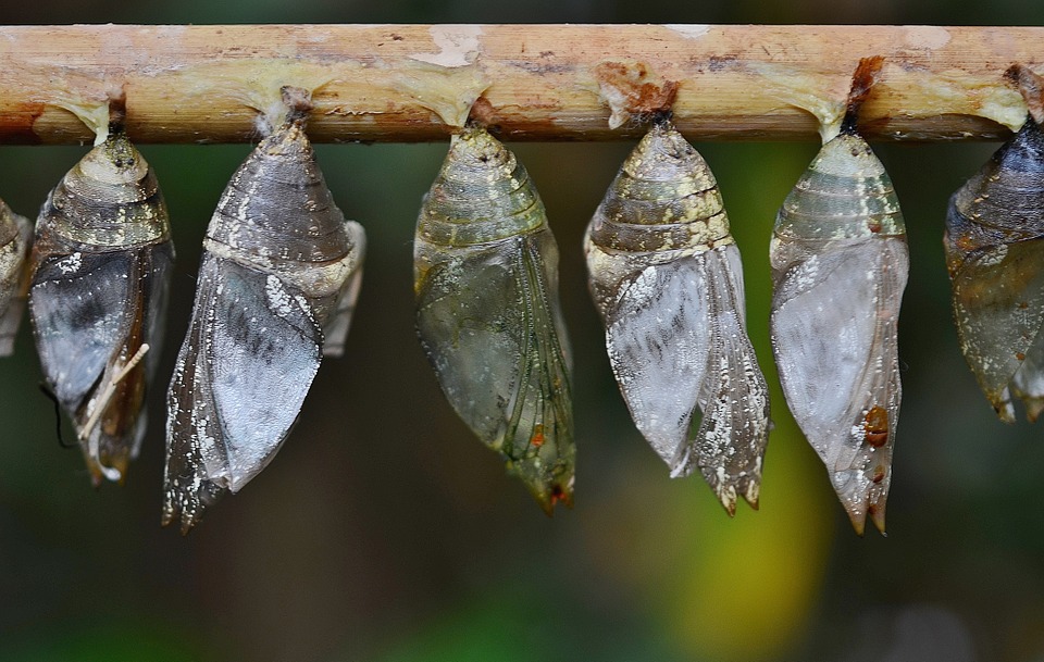 Larvae Stage Of Metamorphosis 18 jpeg