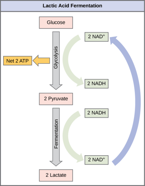 Difference Between Lactic Acid and Alcoholic Fermentation | Definition ...