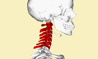 Difference Between Cervical and Thoracic Vertebrae