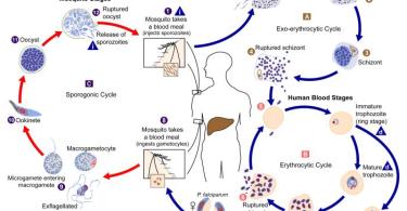 Difference Between Definitive Host and Intermediate Host