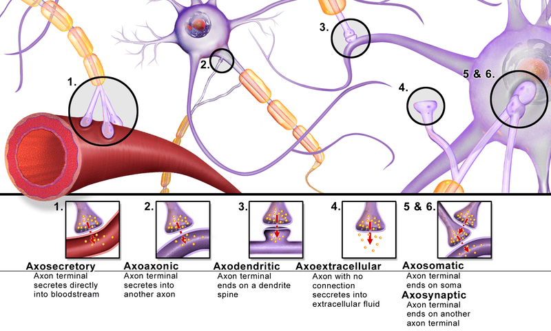 Difference Between Synapse and Synaptic Cleft | Definition, Components ...